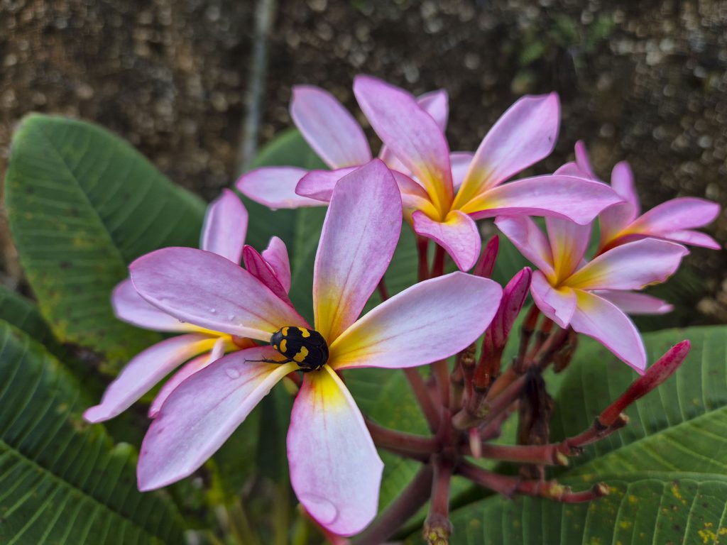 Uluwatu piekrastes atpūta Bali salā