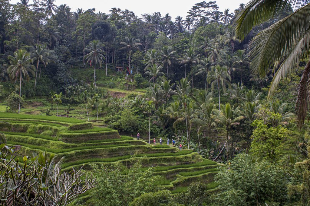 Ko apskatīt Ubudā