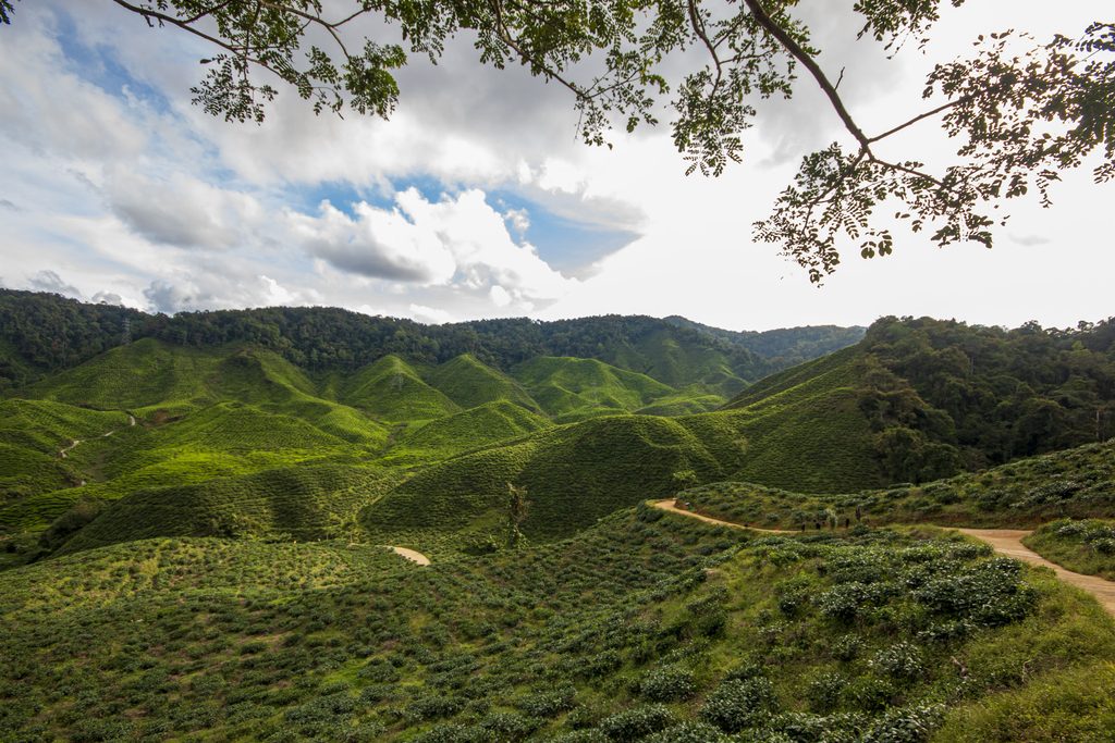 Cameron Highlands — svaigs kalnu gaiss un burvīgās tēju plantācijas