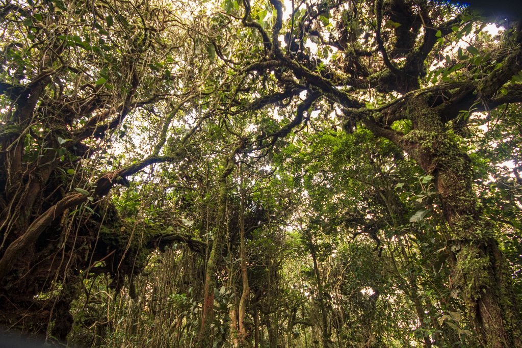 Cameron Highlands — svaigs kalnu gaiss un burvīgās tēju plantācijas